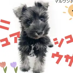 【 ミニチュアシュナウザー 】心を元気にしてくれる超甘えん坊シュナちゃん登場！
