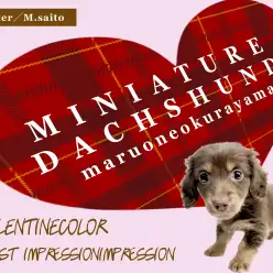 【 ミニチュアダックスフント 】チョコレートカラーの短足女子のあま〜いレビュー！