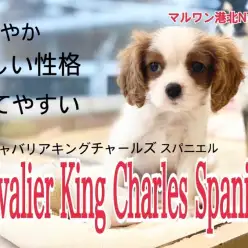 【 キャバリア 】イギリス王室で愛された名犬種・ブレンハイムの男の子！