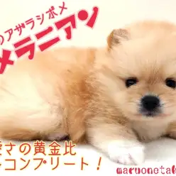【 ポメラニアン 】可愛い黄金比フルコンプリート！究極のアザラシポメ！