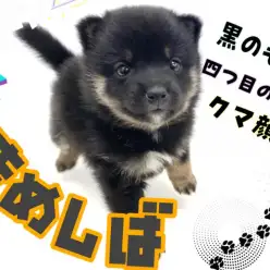 【 豆柴犬 】KC認定の希少な黒豆柴!丸いフォルムのクマちゃん系フェイス!!