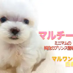 【 マルチーズ 】生後2ヶ月で418g！小さめサイズのメリットと毎日の日課は？