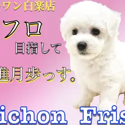 【 ビションフリーゼ 】抜け毛の少なさと温和な性格で飼いやすさ抜群のアフロ犬！