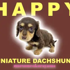 【 ミニチュアダックスフント 】多頭で暮らしても楽しい！チョコタンダックス登場！