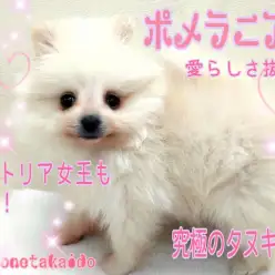 【 ポメラニアン 】ビクトリア女王も夢中になった愛らしさ！究極のタヌキポメ！