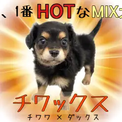 【 チワックス 】人気MIXランキング上位！ブラック＆タンの小さめ垂れ耳チワックス！