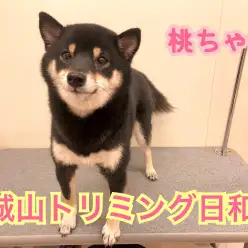 【 城山トリミング 】城山トリミング日和 No.6『桃ちゃん』