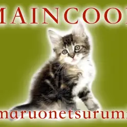 【メインクーン】将来は気品溢れるレディに変身！鮮やかな三毛タビーのメインクーン♡