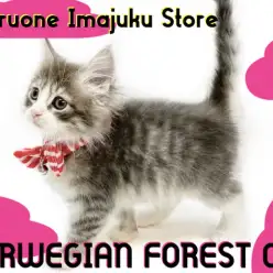 【 ノルウェージャン 】神奈川NO1アイドル！超甘えん坊のゴージャスにゃんこ！