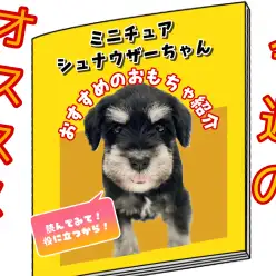 【 ミニチュアシュナウザー 】王道カラーの女子！マイペースな性格がたまりません！