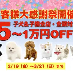 【お客様大感謝祭開催！】子犬＆子猫がスペシャルプライス！5〜1万円OFF！