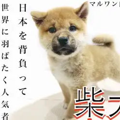 【 柴犬 】丸顔のクマ柴！特徴と成長過程による尻尾の巻き方は個性が満載！