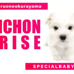 【 ビションフリーゼ・女の子 】  愛くるしさ満点まんまる界のプリンセス降臨！