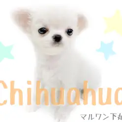 【 チワワ 】短いマズルの童顔チワワ登場！ミニサイズをお探しならこの子で決まり！