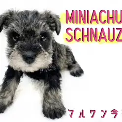 【 ミニチュアシュナウザー 】大人気ドラマを彷彿！おばあちゃん系優秀おっとり女子