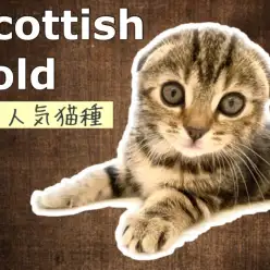 【 スコティッシュフォールド 】史上最強の垂れ耳!丸顔スコティッシュちゃん登場!