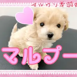 【 マルプー 】可愛いポイントを完全制覇!ドワーフマルプーが本羽田に参上!!
