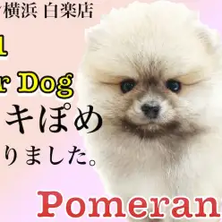 【 ポメラニアン 】大人気のタヌキぽめ！子犬の時の安全な生活方法もご紹介！