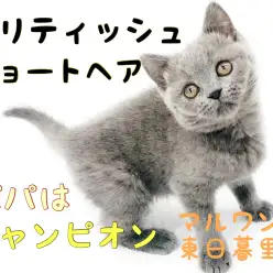 【 ブリティッシュショートヘア 】全てが可愛すぎる！パパはチャンピオンの良血統！