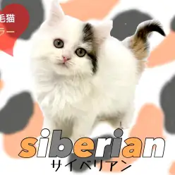 【 サイベリアン 】憧れの大型長毛種！ホワイトベースの三毛猫カラーが可愛いすぎる！