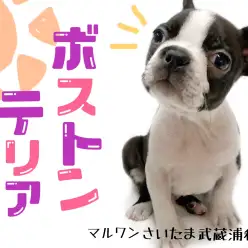 【 ボストンテリア 】希少！ボストンテリアくんと暮らしをご紹介！