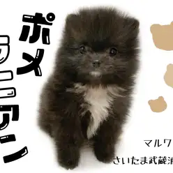 【 ポメラニアン 】スペシャルポメ！クマ顔な黒ポメちゃん！