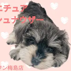 【 ミニチュアシュナウザー 】抜け毛が少なく甘えん坊な性格の女の子！