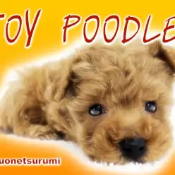 【 トイプードル 】元気いっぱいカーリーヘア美形レッドの男の子！