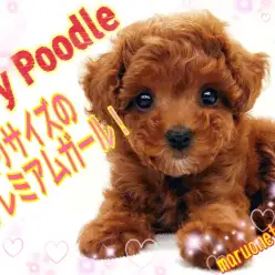 【 トイ・プードル 】手乗りサイズ！初めての室内犬にオススメな理由もご紹介！