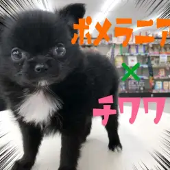 【 ポメチワ 】マルワンにツキノワグマ出現！？クマさんフェイスのMIX犬登場！