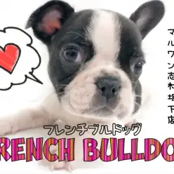 【 フレンチブルドッグ 】癒しの王様が志村に登場！愛を教えてくれるフレブル。