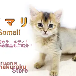 【 ソマリ 】犬のように人懐っこい美形猫！生活に必要なグッズ選びは最低限が大切！