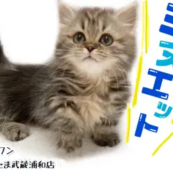 【 ミヌエット 】短足＆長毛！さいたまで一番可愛い男の子！