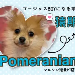 【 ポメラニアン 】猿期のお顔もかわいい！ミニマムサイズのタヌキポメの第二弾！