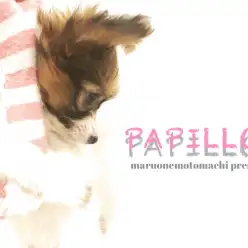 【 パピヨン 】女子の目線をハートマークにしてしまう美少年登場!