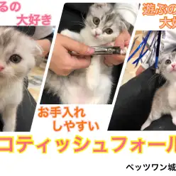 【 スコティッシュフォールド 】遊ぶの大好き!膝上で甘えるのも大好きな子猫