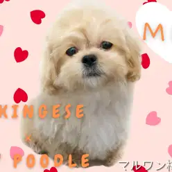 【 MIX犬 】オンリーワン！綺麗なアプリコットカラーのペキプーくんをご紹介！