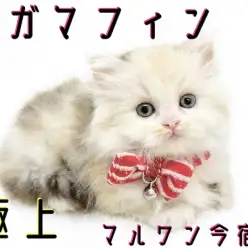 【 ラガマフィン 】初心者必見！爆毛・パステル・甘えん坊のぬいぐるみCAT！