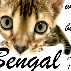 【ベンガル】〜Wild & Beauty〜美しき獣は実は甘えん坊？！