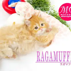 【 ラガマフィン 】極上のレッドタビーに包まれた超絶可愛いプレミアムキャット