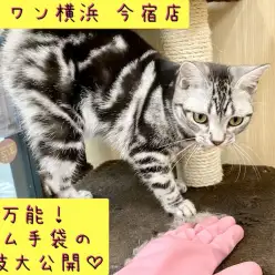 【わんにゃんマニア】コロコロいらず！抜け毛のお掃除に簡単な裏技を大公開！