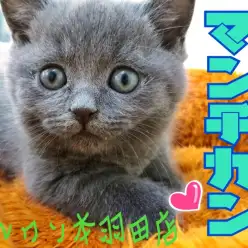 【 マンチカン 】超短足マンチカンの子猫が新登場！ブルーマンチは超絶の可愛さ！