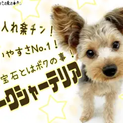 【 ヨークシャーテリア 】毎日のお散歩不要！ご高齢の方にもオススメ穏やかわんこ！