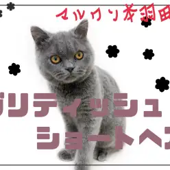 【 ブリティッシュショートヘア 】クールな見た目とは裏腹な性格にギャップ萌え！