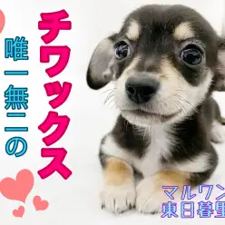 【 MIX 】将来が楽しみなチワックス！性格も見た目も良いとこどりなオンリーワン
