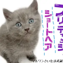 【 ブリティッシュショートヘア 】初めて飼う方にピッタリ！人懐っこい男の子！！