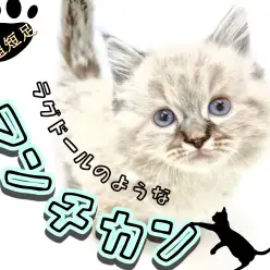 【 マンチカン 】驚異的な足の短さ！ラグドールにそっくりなマンチカンちゃん登場！