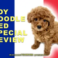 【 トイプードル 】わんちゃん初心者の大本命！スーパーレッド降臨！