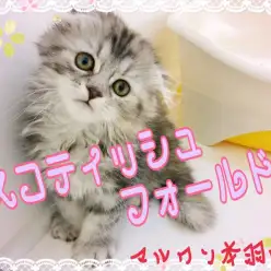 【 スコティッシュフォールド 】見た目はおっとり癒し系。中身は遊び好き元気っ子！