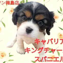 【 キャバリア 】フレンドリーなキャバリアちゃんの性格とその特徴とは？